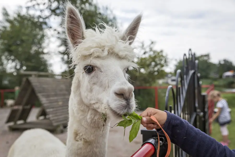 Kinderboerderij alpaca strandcamping Makkum Friesland